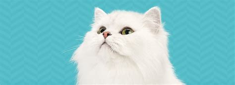 Find products for your pet. Fancy Feast® Cat Food, Kitten Food & Treats | PetSmart