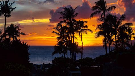 Download Wallpaper 2560x1440 Palm Trees Sunset Ocean