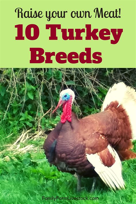 Raising Turkeys For Meat Artofit