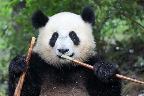 Giant Panda Chow Time