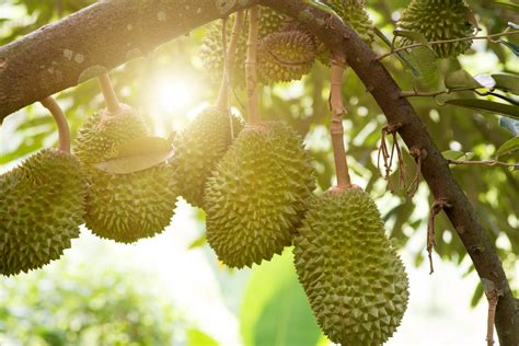 For the musang king durian is so in demand that it has resulted in a huge requirements for new musang king durian plantation producers in malaysia. Durian Plantation Management - ABS