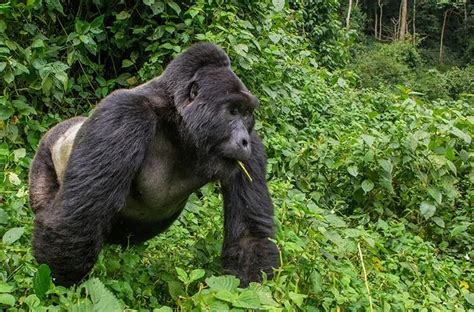 Uganda Gorilla Tracking Guidelines — Gorilla Trekking Safaris Africa