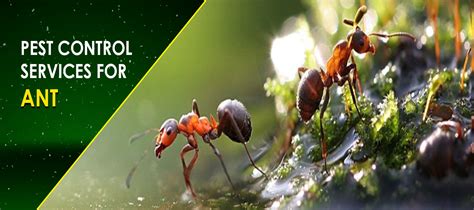 100 % garuntee and expertize work. Natural pest control: Termite, Bed bugs, Rodent control ...