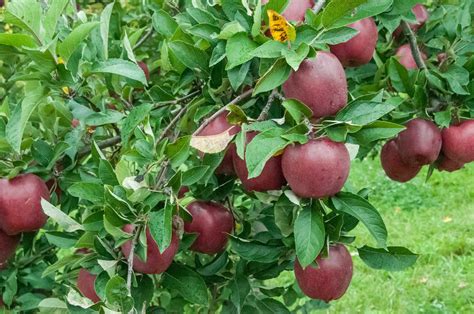 Apple Picking Orchard In Burlington Oakville Mississauga Toronto Gta