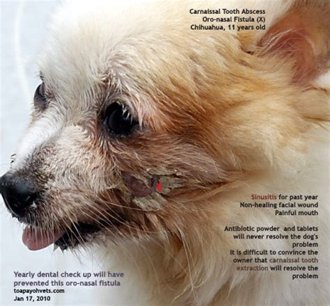 However, if you already have one. 2010vets: 690. Follow up: Oro-nasal fistula in an old ...