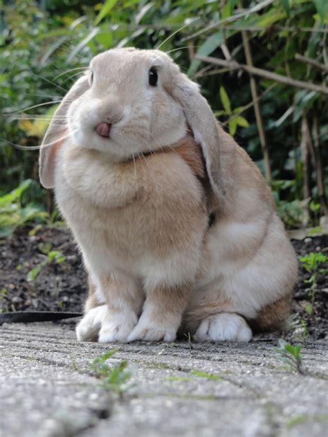 Rabbits With Big Ears Are Soooo Cute