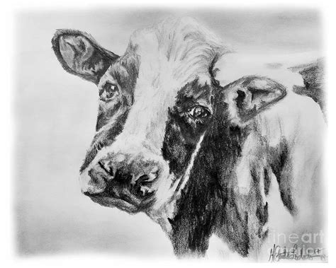 Moo Cow Drawing By Caitlin Lodato