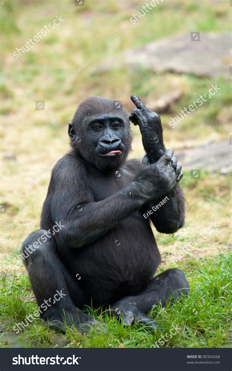 5 Gorilla Sticking Finger Up Images Stock Photos And Vectors Shutterstock