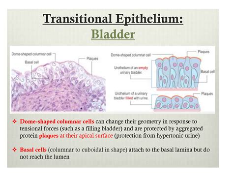 Transitional Epithelium Introduction Types And Function