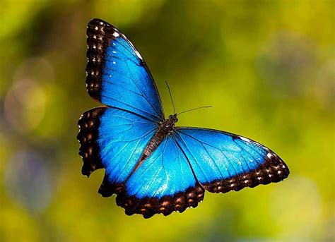 Fotógrafo Logra Captar Un Enjambre De Millones De Mariposas Azules