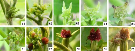 Female Flowering Stages Of Pecan M1 M5 Each Represent Stage I Ii