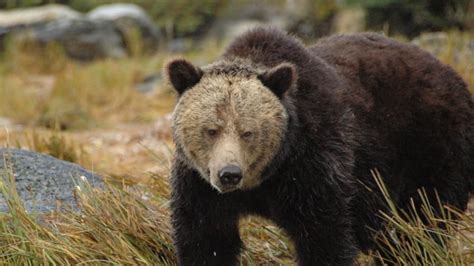 Fernie Grizzly Bear Attack Sends Man To Calgary Hospital Cbc News