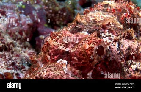 Lionfish Scorpionfish Poisonous Bright Red Underwater On Seabed In