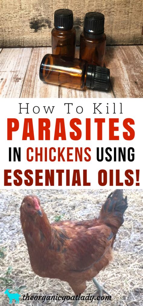 How To Kill Parasites In Chickens Using Essential Oils The Organic
