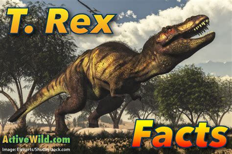 T Rex Facts For Kids Tyrannosaurus Rex Information
