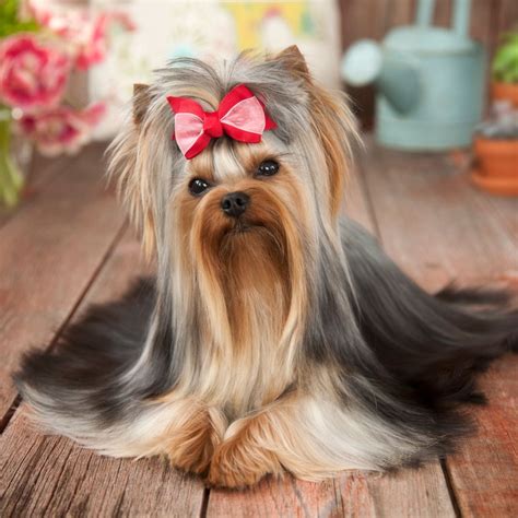 15 Small Dog Breeds With Long Hair With Pictures Hey Vlrengbr