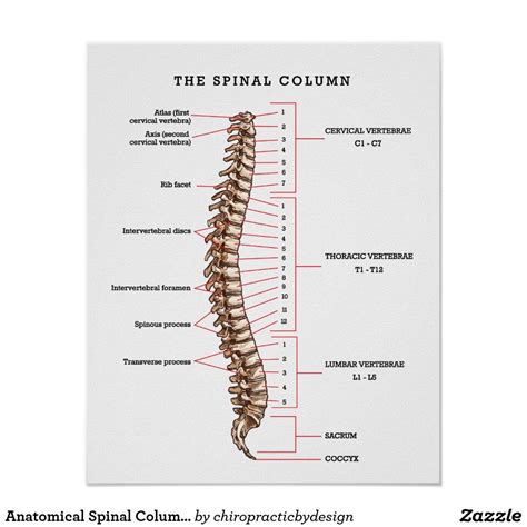 Anatomical Spinal Column Chart Chiropractic Office Zazzle Spinal