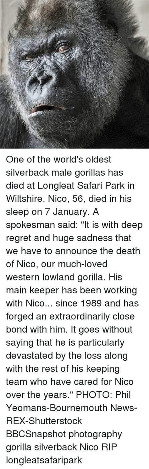 One Of The Worlds Oldest Silverback Male Gorillas Has Died At Longleat