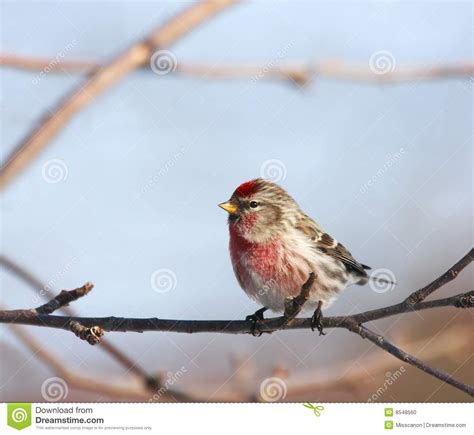 Cute Bird On A Branch Stock Photo Image 8548560