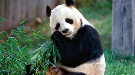 Populer 34 Gambar Hewan Panda