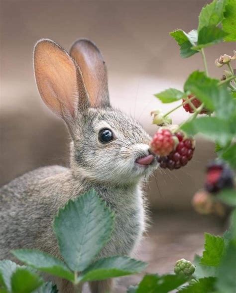 Pin By Janice Nelson On Down On The Farm Cute Animals Rabbit Eating