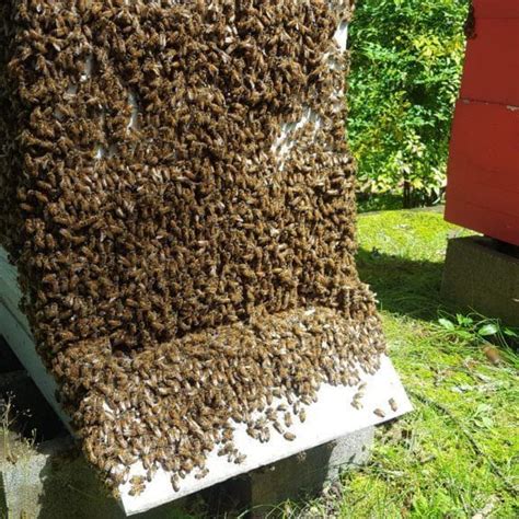Bearding Is Used For A Group Of Honey Bees Clustering Around Their Hive Entrance When A Group