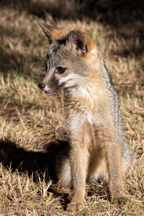 A Gray Fox Kit The Essence Of Cuteness Mendonoma Sightings