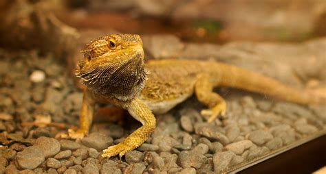 The Top 10 Foods For Your Bearded Dragons Diet Zoomtens