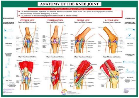 Knee pain relief chart guideline: 7 best anatomy images on Pinterest | Knee pain, Anatomy of ...