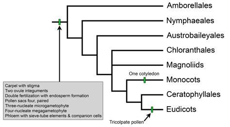 Overview Of Angiosperm Phylogeny Digital Atlas Of Ancient Life