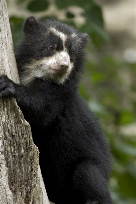 Chaska And Bernardo Are The Names Of The National Zoos Andean Bear