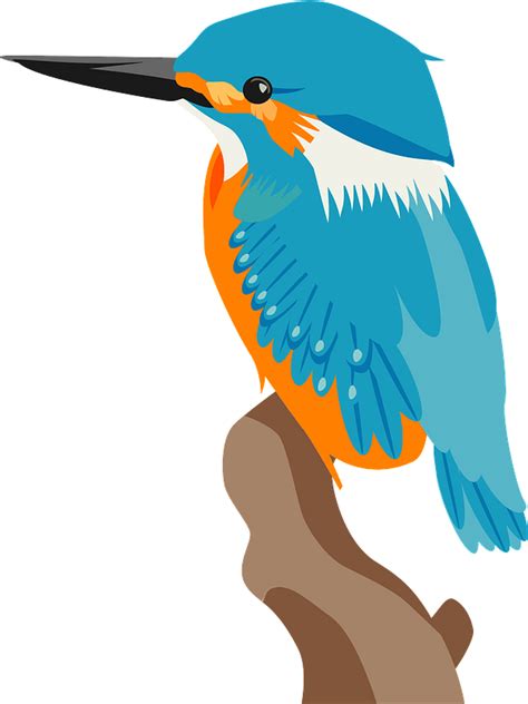 Common Kingfisher Bird Clipart Free Download Transparent Png Creazilla