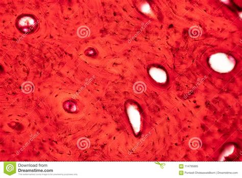 Histology Of Human Compact Bone Tissue Under Microscope View For Stock