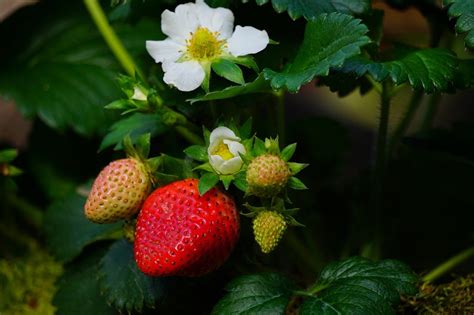 Weed That Looks Like Strawberry Plant 3 Is 1 Of The Most Invasive Sep 2020