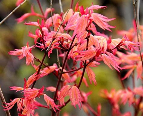 Coral Pink Japanese Maple Beautiful Coral Pink Leaves In Spring Light