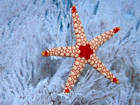 A Peppermint Sea Star Bing Wallpaper Download
