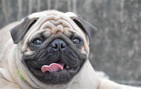 Cute Pugs Images Forever Wallpapers