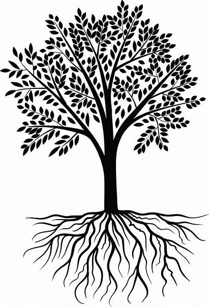 Tree Vector Roots Reunion Transparent Celtic Clip
