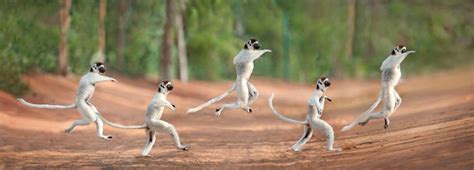 Leaping Lemurs Photographed On The Island Of Madagascar By Dale Morris
