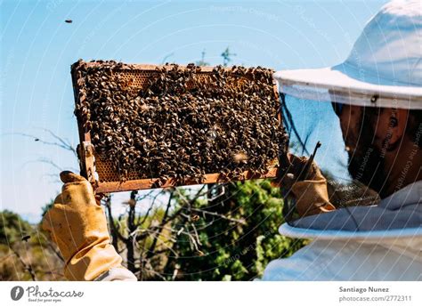 Beekeeper Working Collect Honey A Royalty Free Stock Photo From