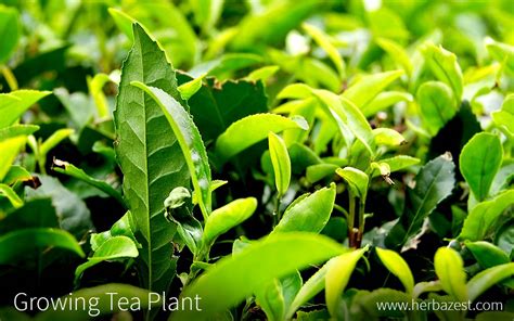 Growing Tea Plant Herbazest