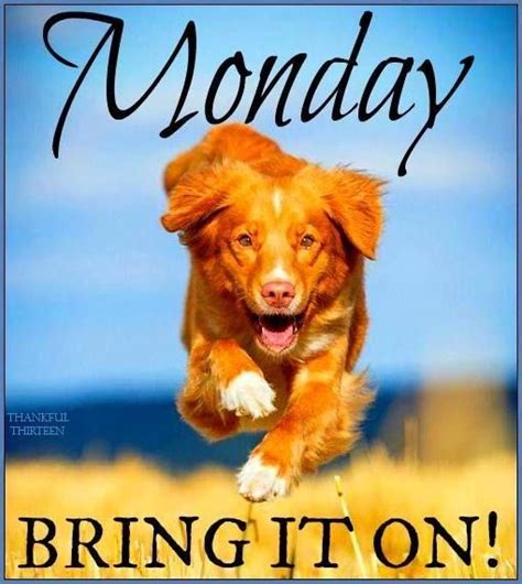 Happy Dog Monday Quote Pictures Photos And Images For Facebook