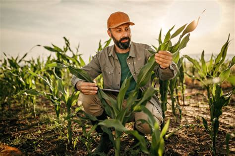 Sad Farmer Stock Photos Pictures And Royalty Free Images Istock