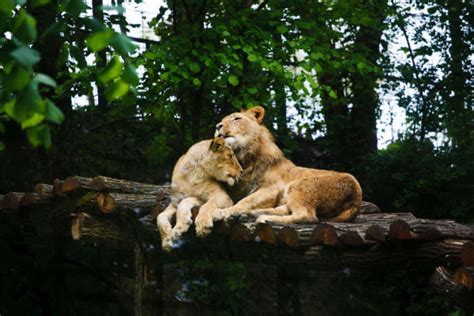 The 28 Most Adorable Couples In The Animal Kingdom