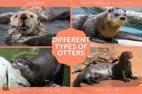 All Different Types Of Otters Sea Otters And More With Photos