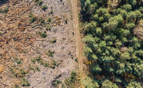 Destroyed Forest In The Poland Stock Photo Image Of Plantation