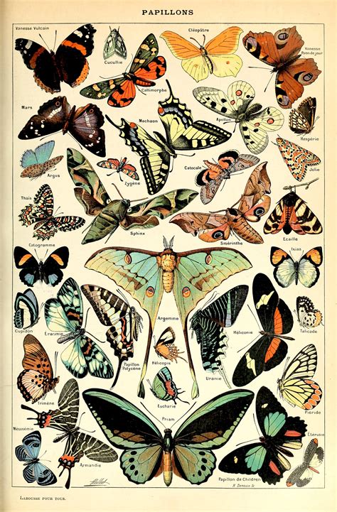 Vintage Victorian Butterfly Specimen Poster Printable