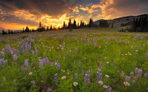 Spring Meadow Wallpaper 63 Images
