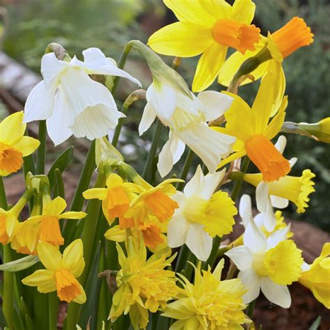 Dwarf Mix Daffodils Order Daffodil Bulbs Online Bulbs Direct Nz
