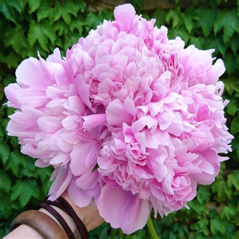What Flowers Are Similar To Peonies Peony Flower How To Care For